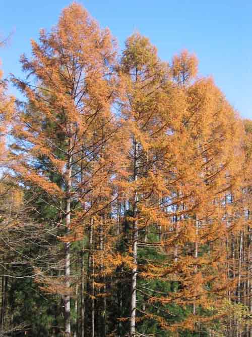 飛騨の自然 常緑広葉樹と落葉針葉樹 インタープリターアカデミー